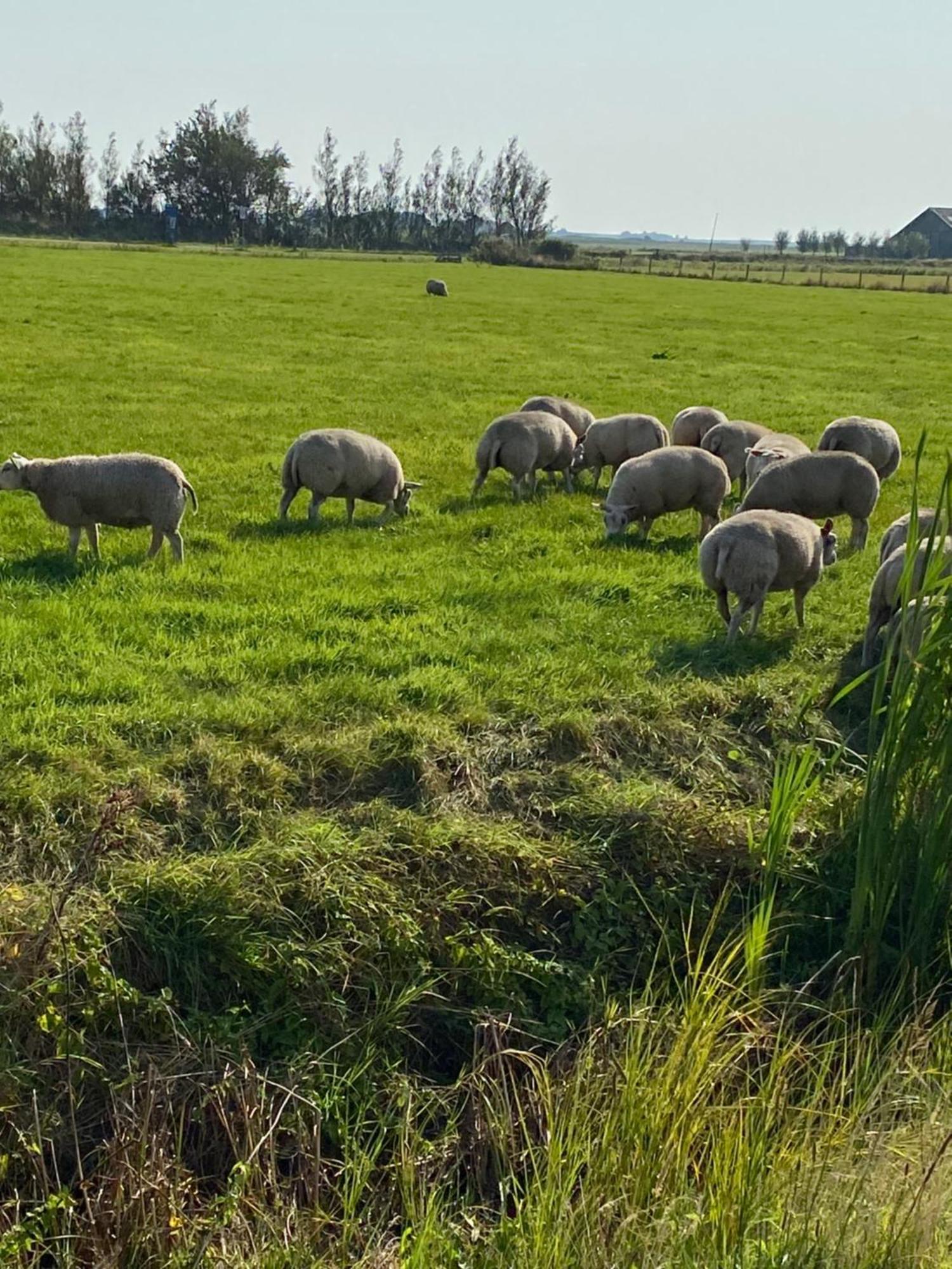 Bed And Breakfast Oomes Huus Den Hoorn  Exterior foto